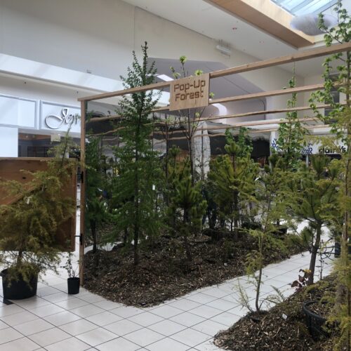 A pop-up forest set up in the Tacoma Mall this past Earth Day as part of the GRIT project, as a way to engage the community with greening efforts and the science behind it. Photo by Lauren Gallup.