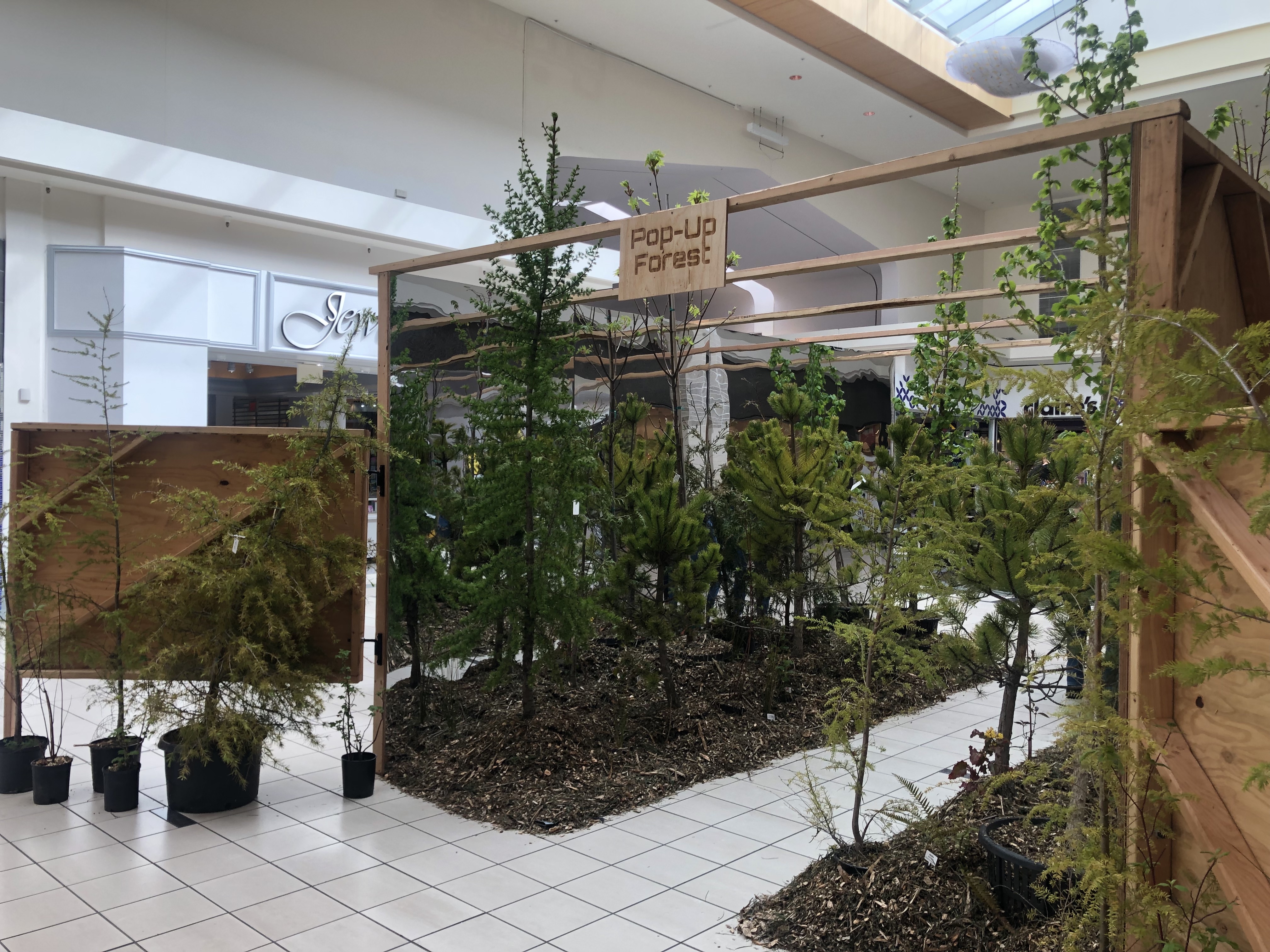 A pop-up forest set up in the Tacoma Mall this past Earth Day as part of the GRIT project, as a way to engage the community with greening efforts and the science behind it. Photo by Lauren Gallup.