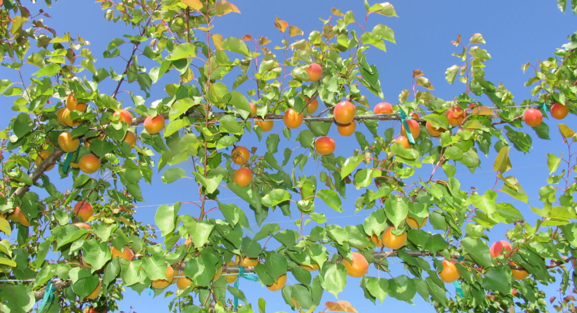 Bright orange Robada apricots grow on a green leafed apricot tree against a blue sky.