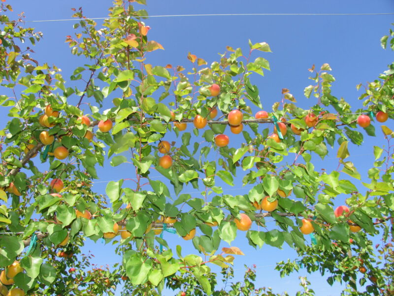 Bright orange Robada apricots grow on a green leafed apricot tree against a blue sky.