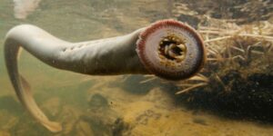 Adult Pacific lamprey