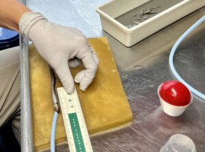 A small juvenile lamprey lays next to a ruler on a table. A blue tube is inserted in its mouth to give it water.