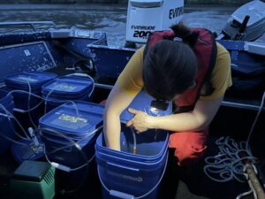 Scientist Kate Deters checks the lamprey inside a blue bucket before she releases them into the Snake River.
