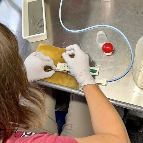 Kate Deters, a scientist with Pacific Northwest National Laboratory, is about to make an incision in a juvenile Pacific lamprey so that she can insert an acoustic tag, which is about the size of a long grain of rice. The tag will allow scientists to track this lamprey as it travels downstream.
