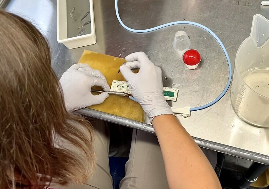 Kate Deters, a scientist with Pacific Northwest National Laboratory, is about to make an incision in a juvenile Pacific lamprey so that she can insert an acoustic tag, which is about the size of a long grain of rice. The tag will allow scientists to track this lamprey as it travels downstream.