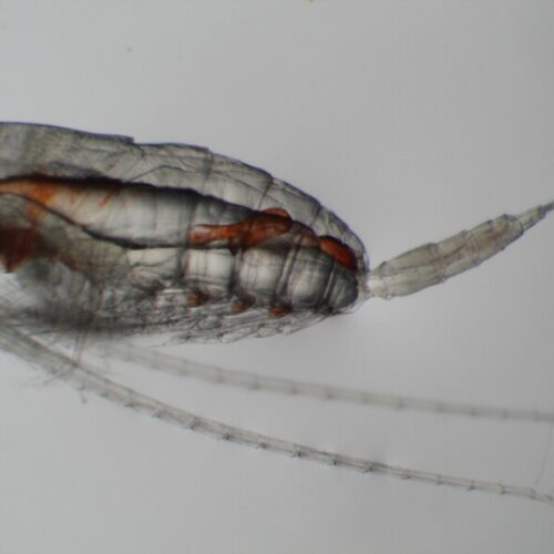 Calanus marshallae are fatty copepods that many fish like to snack on. They thrive in waters along the Gulf of Alaska to waters off British Columbia, Washington, and Oregon.