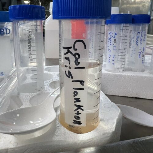 Scientists collected many zooplankton samples on the Bell M. Shimada survey from May 6-17