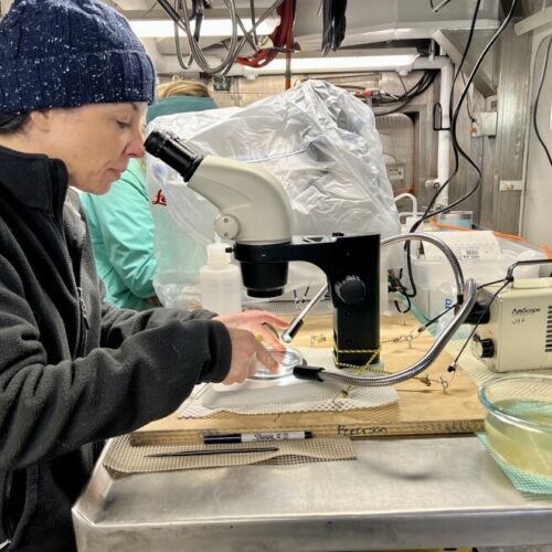 Jennifer Fehrenbacher looks at planktic forams under a microscope. The research is part of a two-week survey of the Northern California Current ecosystem