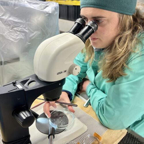 Brittany Hupp looks for planktic forams under a microscope. Scientists collected samples aboard the Bell M. Shimada from May 6-17