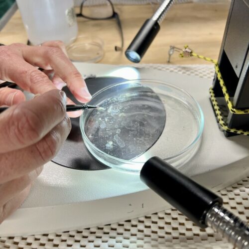 Jennifer Fehrenbacher picks forams out of water samples they collected by edging the single-celled critter onto a tiny paintbrush