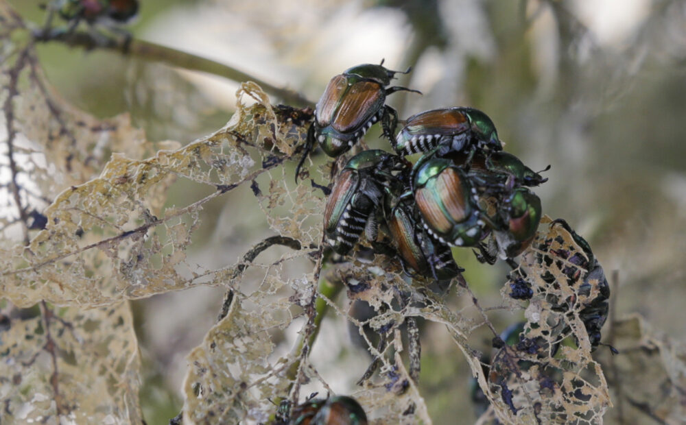 Shiny black beetles with a green and copper glow feast on the leaves of a Linden tree. The leaves are full of holes.