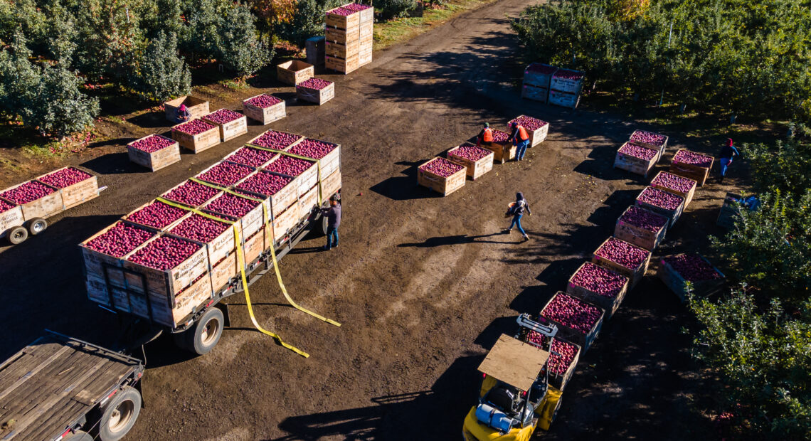 A bird's eye view shows a dozen light brown bins filled to the brim with red delicious apples being loaded onto a truck.