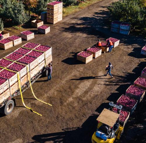 A bird's eye view shows a dozen light brown bins filled to the brim with red delicious apples being loaded onto a truck.