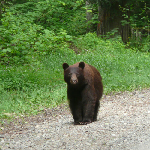 A brownish black bear stands on a gravel road next to green grass.
