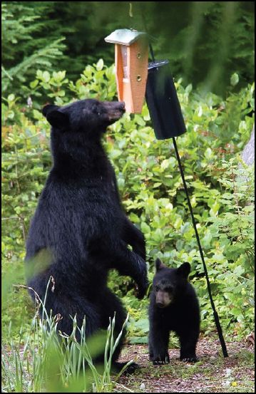 A black bear and her cup stand under a bird feeder surrounded by green shrubbery.