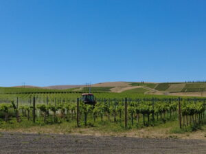 Blue Sky and vineyard with hills behind