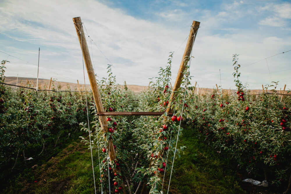 Rows of green apple trees are shown bearing bright red cosmic crisp apples against a blue sky.