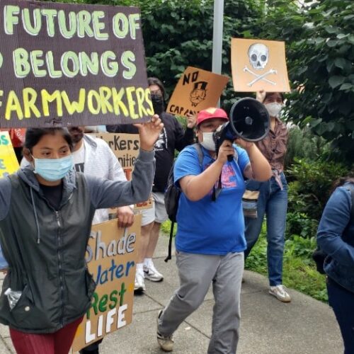 Farmworkers in Olympia WA. August 2022