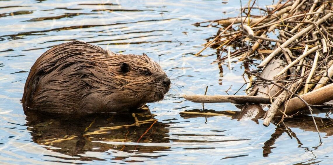 A brown beaver sits near a wooden dam above the water.