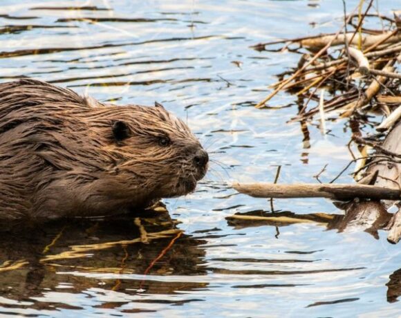 A brown beaver sits near a wooden dam above the water.
