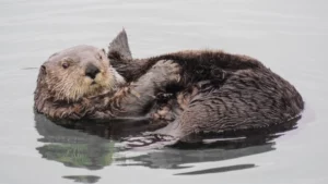 Applause and concern are swirling around a new feasibility assessment of restoring sea otters along the 900 miles of vacant historical range in Oregon and northern California.