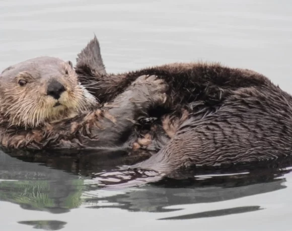 Applause and concern are swirling around a new feasibility assessment of restoring sea otters along the 900 miles of vacant historical range in Oregon and northern California.