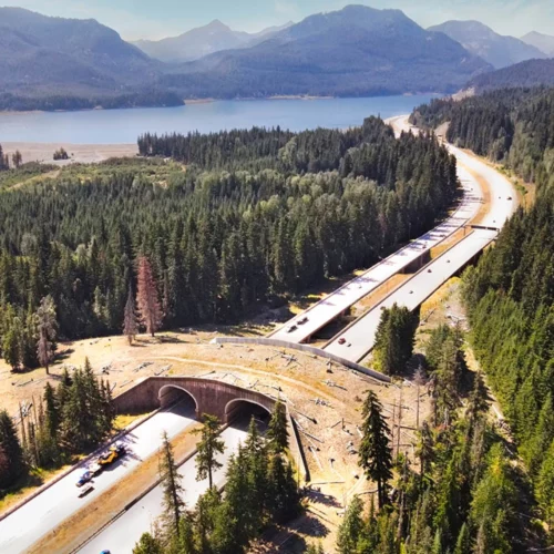 This landscaped overpass allows wildlife to safely cross newly widened Interstate 90 near Keechelus Lake in the Washington Cascades.
