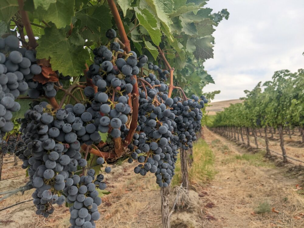 Red wine grapes hang on a green vine against a cloudy sky.