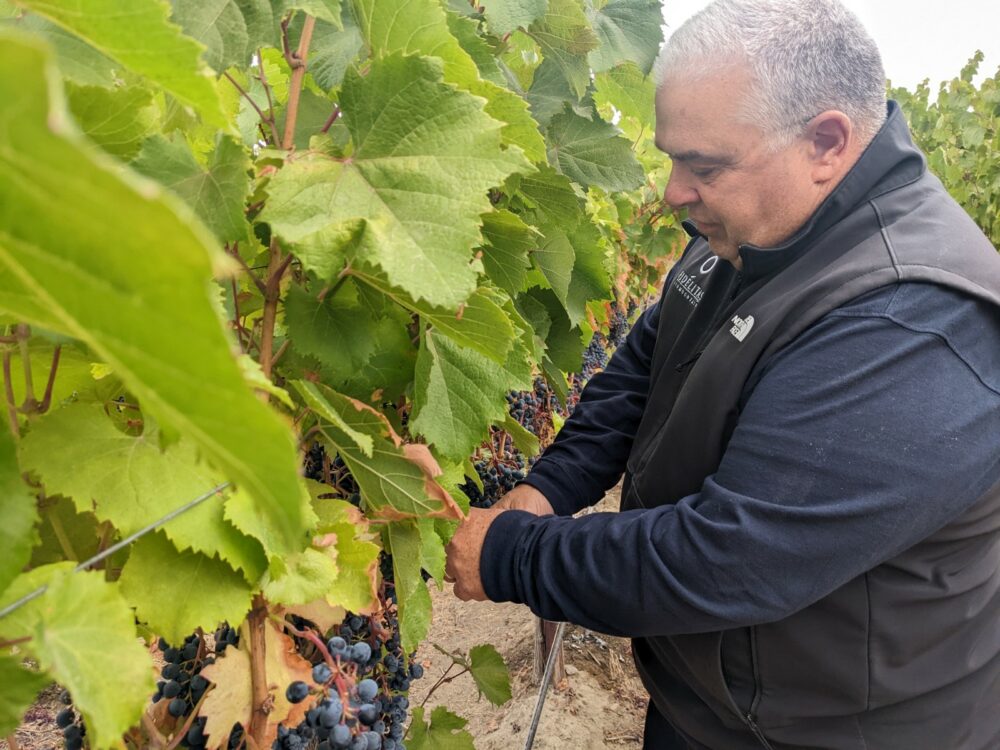 A man in a black shirt and black vest picks grapes from a green grapevine.