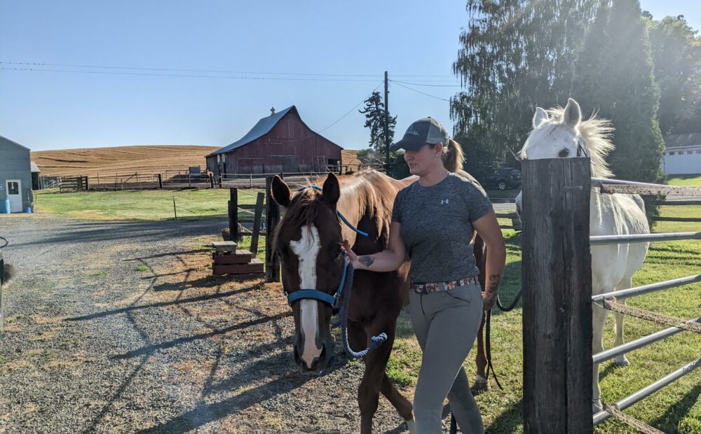 A woman in green pants and a grey top leads a white horse and a brown horse to a barn in Pullman, Washington.