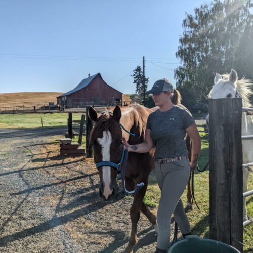 A woman in green pants and a grey top leads a white horse and a brown horse to a barn in Pullman, Washington.