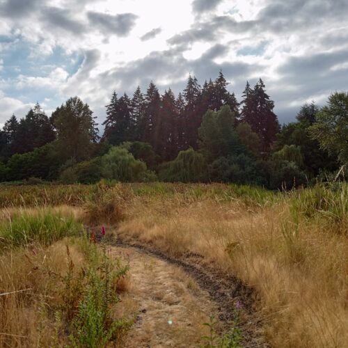 The site where Bridge Industrial has proposed building a warehouse in South Tacoma. Photo courtesy of Michelle Mood.