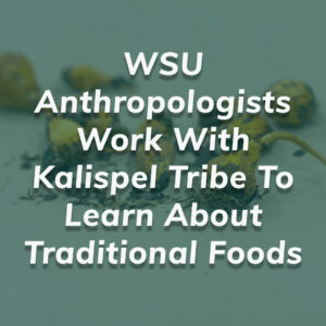 wsu anthropologists work with kalispel tribe to learn about traditional foods