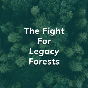 the fight for legacy forests