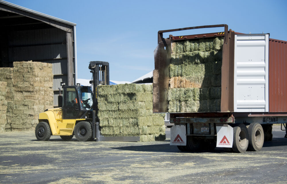 Green and yellow hay bales are loaded into the back of a semi truck with a yellow forklift.