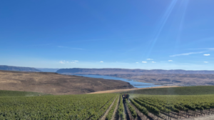 A sunbeam glistens over a green vineyard of red wine grapes near a river in Vantage, Washington.