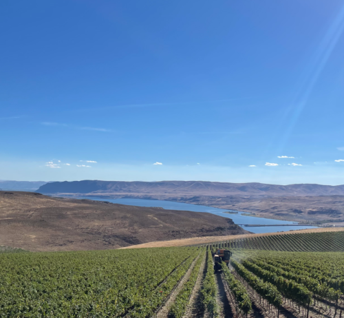 A sunbeam glistens over a green vineyard of red wine grapes near a river in Vantage, Washington.