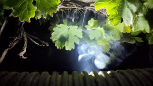 A plume of smoke comes up from a grey tube into a grape canopy lit up with light.