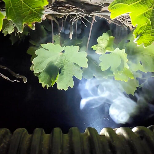 A plume of smoke comes up from a grey tube into a grape canopy lit up with light.