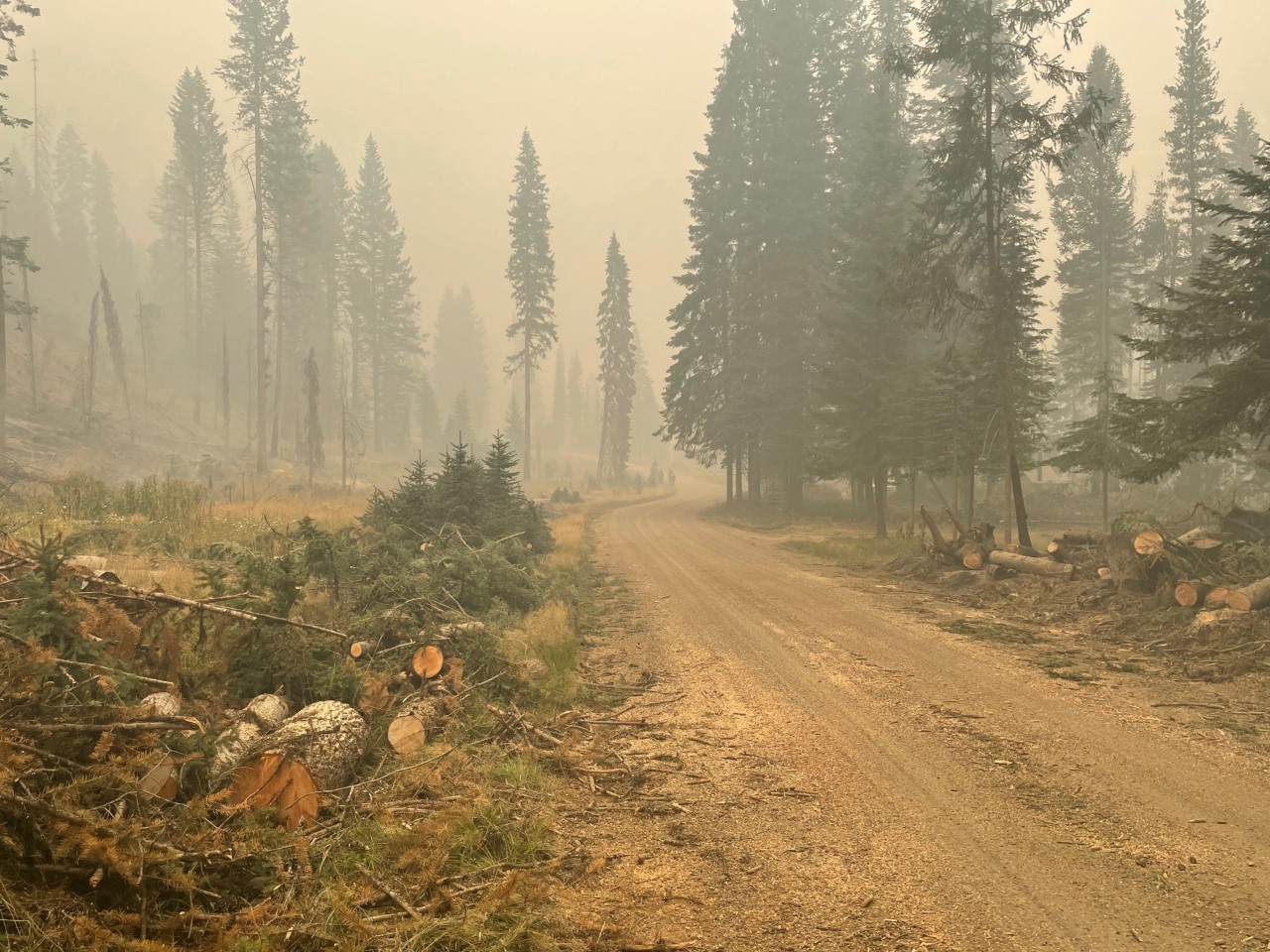 A smokey haze hangs above a gravel road with chopped logs on either side and evergreen trees.