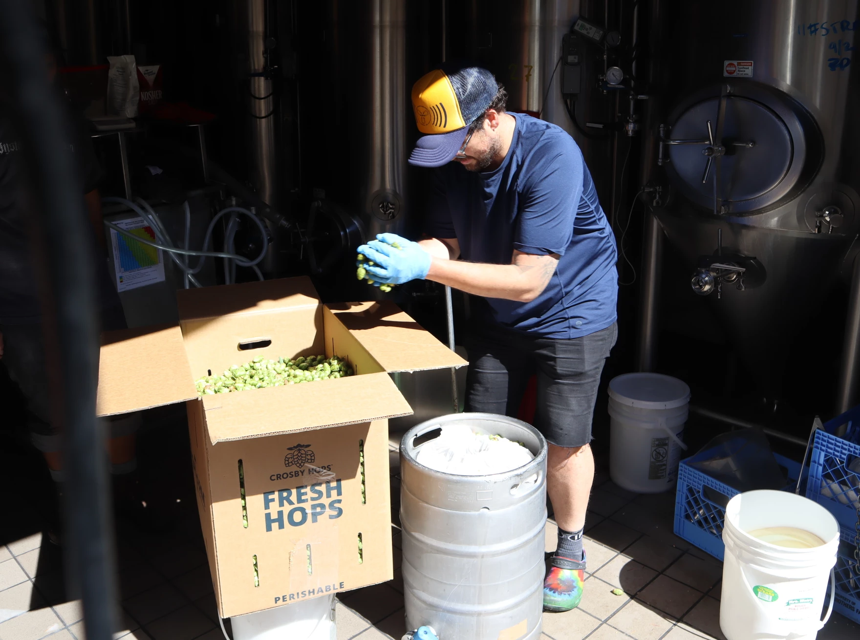 Three Magnets head brewer Aaron Blonden begins brewing a batch of fresh-hop beer with hops that were plucked from the vine mere hours earlier on September 7, 2022.