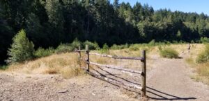 fence and trees