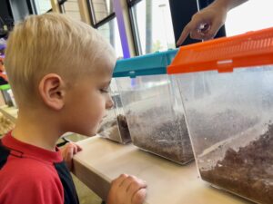 A little boy stares into a plastic container filled with bugs.