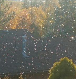 Swarms of aphids pulse the air in front of a chimney and trees.