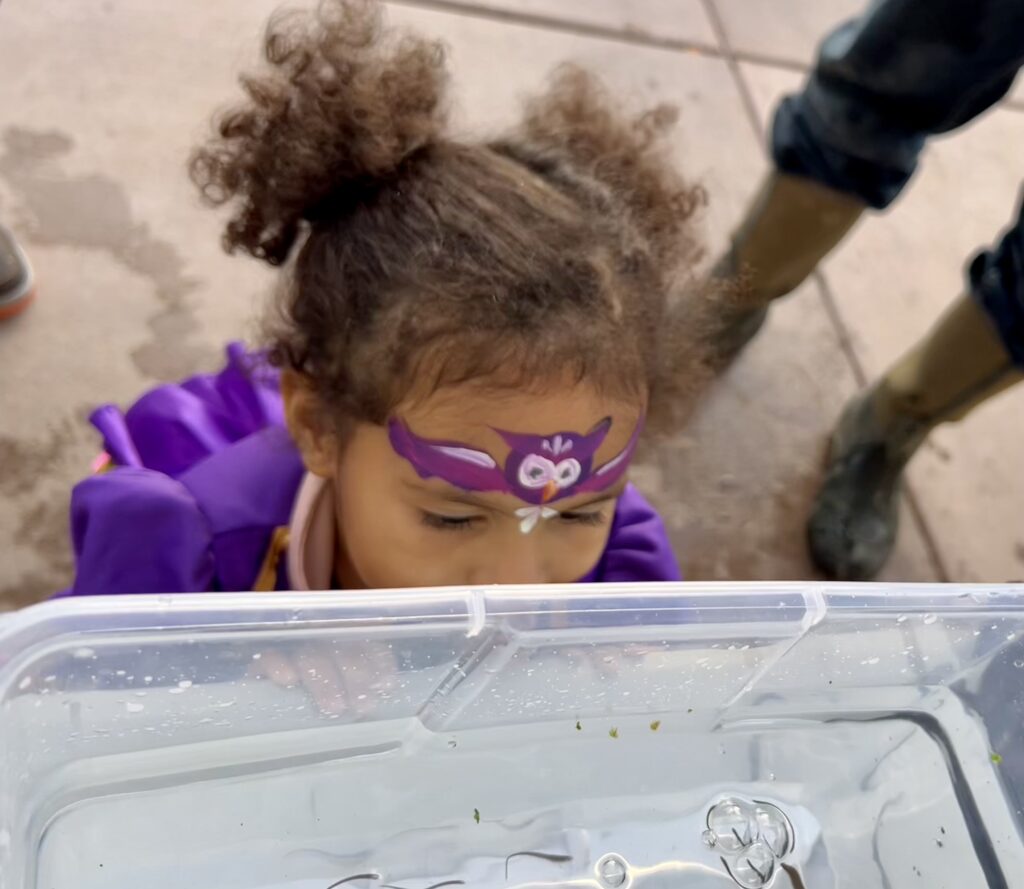 A little girl in a purple princess dress with purple owl face paint looks in a clear plastic tub with small lamprey.