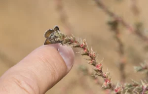 The tiny Western pygmy blue butterflies are smaller than a fingernail, making them sometimes difficult to spot.