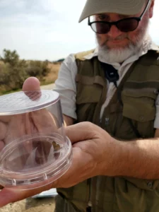 Dan Dunphy looks at a Western pygmy blue butterfly he caught with a net.
