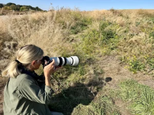 Jane Abel takes pictures of Western pygmy blue butterflies on Snively Road