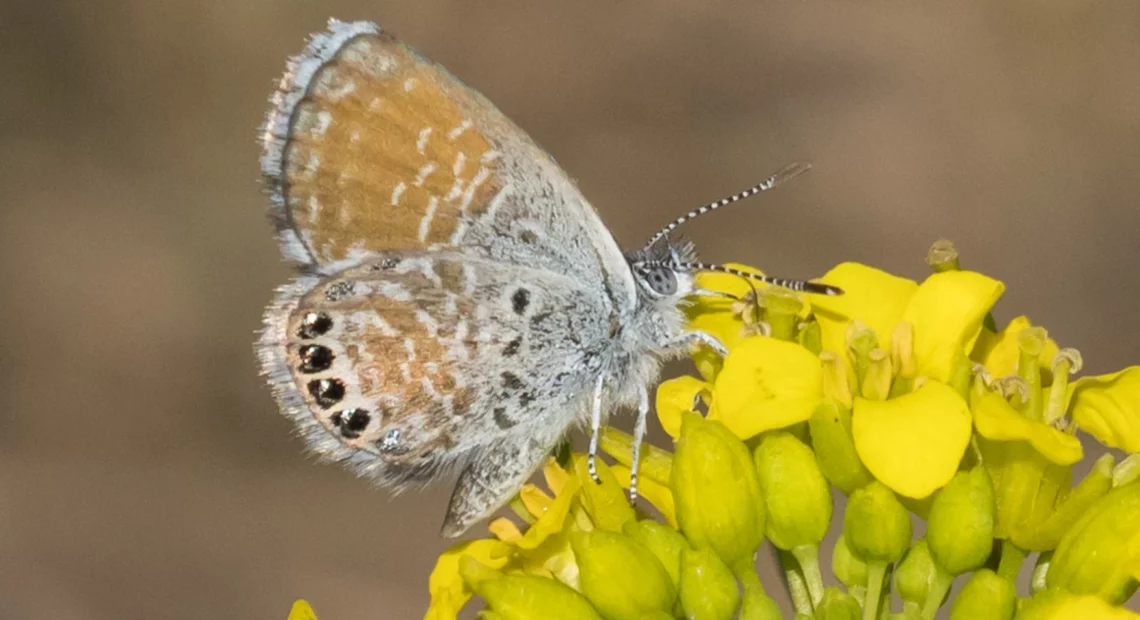 A Western pygmy blue butterfly sits on a mustard plant. Butterfly watchers have found at least 190 of these butterflies near Richland and the Yakima River, a rare site in Washington.