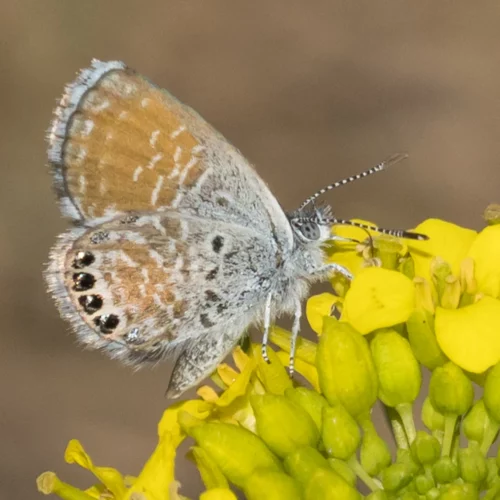 A Western pygmy blue butterfly sits on a mustard plant. Butterfly watchers have found at least 190 of these butterflies near Richland and the Yakima River, a rare site in Washington.